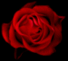 Die Grafik �http://www.rosena.de/Images/MD-rose1blanka.gif� kann nicht angezeigt werden, da sie Fehler enth�lt.